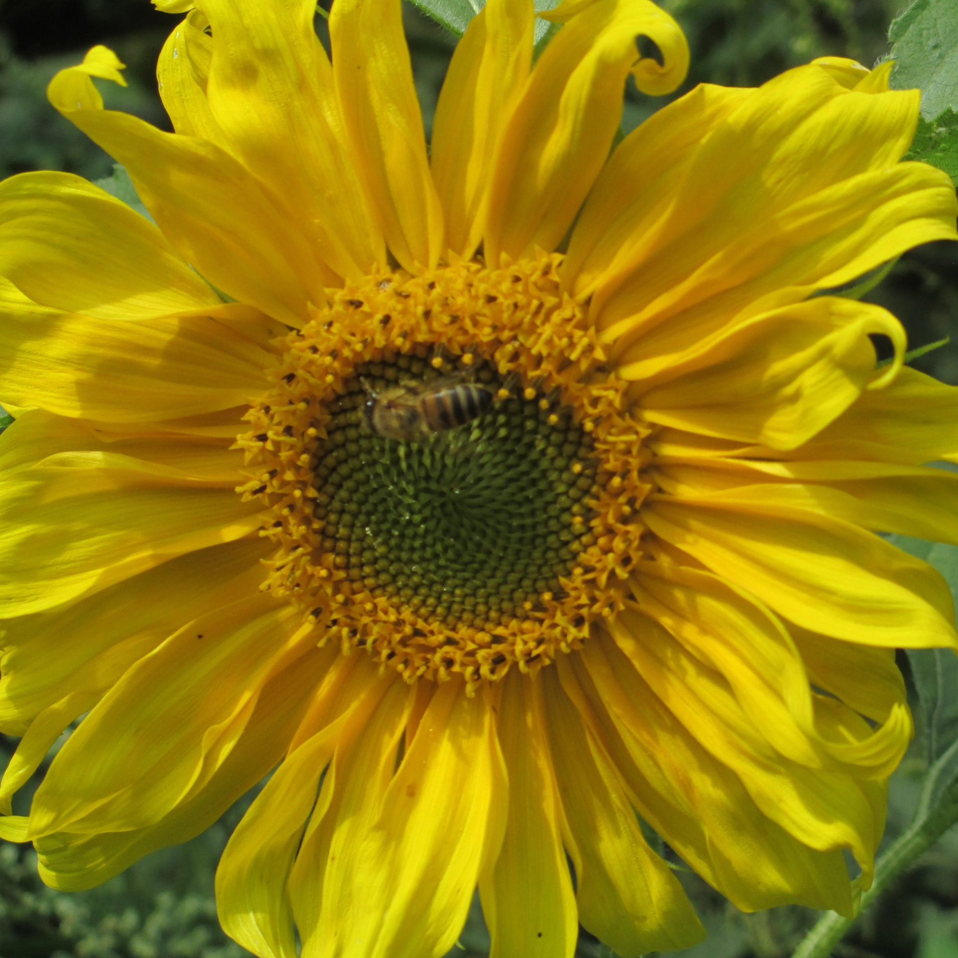 zonnebloemen-etc-aug-2017-085-e1701263450435